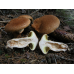 Мицелий Болетинуса плодоножкового (Boletinus cavipes)